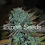 Expert Gorilla – Feminized – Expert Seeds