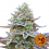 Barney's Farm Seeds Gorilla Zkittlez Feminized