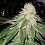 Sunlato FKA Currylato - Feminized - The Plug Seedbank