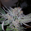 Connoisseur Genetics Seeds Grandoggy Jones Feminized