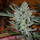Connoisseur Genetics Seeds Silver Nevil Jones Feminized