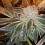 Connoisseur Genetics Seeds Strawberry N Mango Jones Feminized