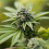 Concrete Jungle Seeds Gorilla G Feminized