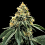 Kosher Dawg – Feminized – DNA Genetics