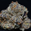 Good Buzz Genetics Bulk Seeds Grandaddy Purple Feminized