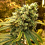 Professor Trichome Bulk Seeds Sour Diesel Feminized
