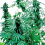 Bulk Seeds Early Skunk Feminized