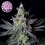 Kera Seeds GG. Feminized