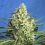 Sweet Seeds Jack 47 XL Auto® Feminized