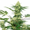 Wedding Cheesecake - Feminized - White Label Seeds (American Line)
