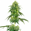 Strawberry Kush - Feminized - White Label Seeds (American Line)