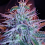 Auto Blueberry - Feminized - Sensible Seeds Premium Selection