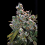Auto Super Uzi -  Feminized - Sensible Seeds Premium Selection