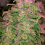 Hawaii Maui Waui - Regular - Nirvana Seeds