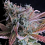 Raspberry Cough - Feminized - Nirvana Seeds