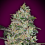 Bubble Gum Fast - Feminized - OO Seeds