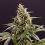 Chem-Bomb Auto - Feminized - Humboldt Seed Organization