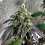 Karma Genetics Seeds Sherb Biker Regular