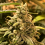 Dead Cheese - Feminized - R-Kiem Seeds
