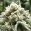 Sublimator - Feminized - R-Kiem Seeds