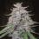 Bangi Haze - Regular - Ace Seeds