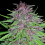 Erdpurt - Feminized - Ace Seeds