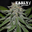 Critical Neville Haze Early Version - Feminized - Delicious Seeds