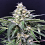 Amazon Auto - Feminized - R-Kiem Seeds