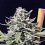 Thunder Auto - Feminized - R-Kiem Seeds