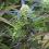 Royal Purple Kush Auto - Regular - Emerald Triangle Seeds