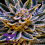 Pineapple Runtz Auto - Feminized - Anesia Seeds