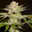 PetroChem - Feminized - Archive Seeds
