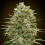 Auto Do-Si-Dos Cookies - Feminized - OO Seeds