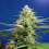 Sweet Pure Auto CBD - Feminized - Sweet Seeds