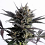 Lemon Haze Auto - Feminized - Kannabia Seeds
