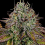 Apricot Candy - Feminized - Paradise Seeds
