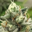 Blowrange - Feminized - Grateful Seeds