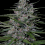 Don Bruce Banner - Feminized - Don Avalanche Seeds