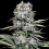 Runtz 13 - Feminized - G13 Labs