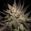 Purple Haze - Feminized - 2024 Cannabis Seed Collection