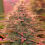 UMME - Feminized - 2024 Cannabis Seed Collection