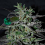 Strawberry Blue Early Version - Feminized - World of Seeds