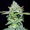Dirty Pam - Feminized - Grateful Seeds