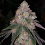 Patrón - Feminized - The Plug Seedbank
