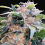 CBDream - Feminized - Paradise Seeds