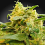 CBDivine - Feminized - Paradise Seeds