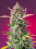 Gorilla Sherbet F1 Fast Version - Feminized - Sweet Seeds