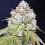 Karma Genetics Seeds Melo Rado Feminized 