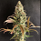 Sour Fusion - Feminized - Trichome Jungle Seeds