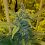 Alien Widow (Gas Line) - Regular - Mosca Seeds